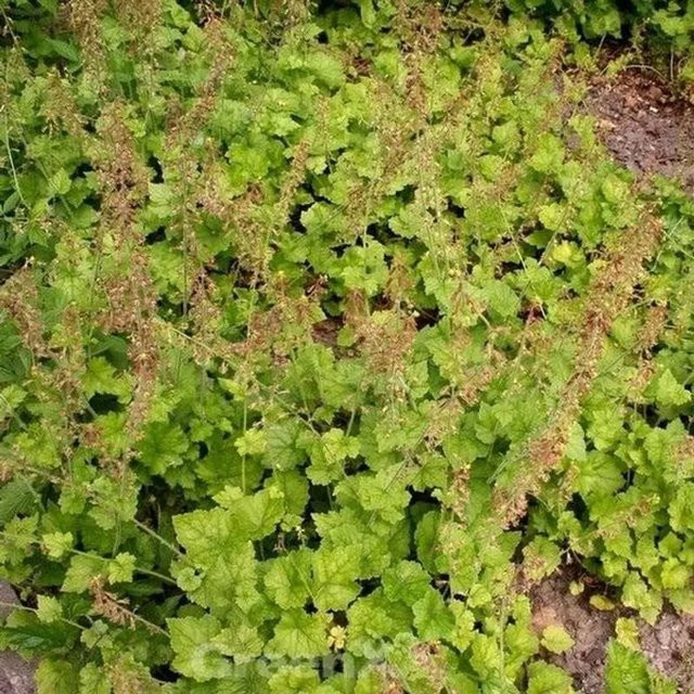 Tolmiea menziesii Gartenstaude in Grün von Die Nr-01.de - Bild 1