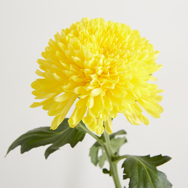 Blume2000 Chrysanthemen Gelb - Bild 1