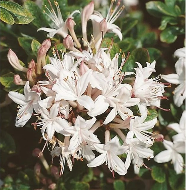 Rhododendron viscosum Sommerduft Strauch für deinen Garten, Höhe: 50-60 cm - Bild 1