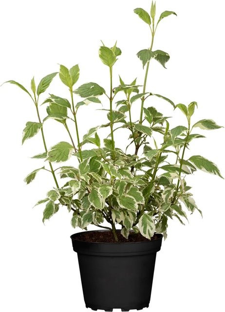 GROW by OBI Hartriegel Elegantissima Weiß Cornus Zierstrauch im Topf, Höhe: 40 - 60 cm - Bild 1
