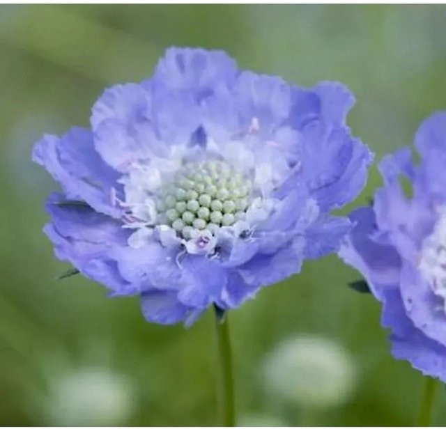 Scabiosa caucasica Kaukasus Skabiose Stäfä Gartenstaude von Nr-01.de - Bild 1