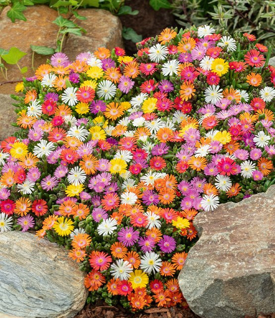 Winterharte Eisblumen Wheels of Wonder 4er Farbmix - Bild 1