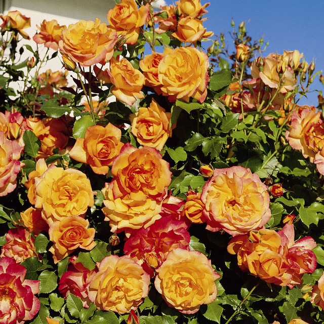Strauchrose Tantau Sahara wurzelnackt - Bild 1