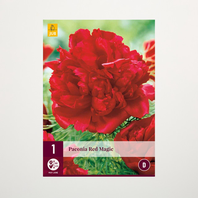 Pfingstrose Red Magic Rhizom von BLUME2000 - Bild 1