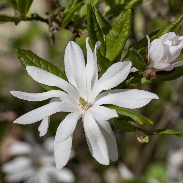 Sternmagnolia Magnolia stellata von BLUME2000 als Zierbaum - Bild 1