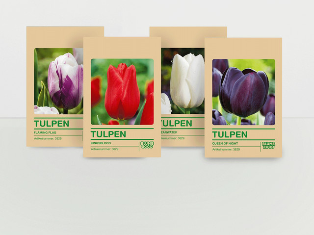 Tulpenzwiebel Set von BLUME2000 mit 40 Zwiebeln für Garten, Rabatten und Töpfe - Bild 1