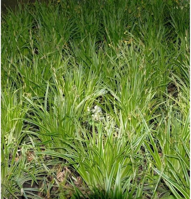 Teppich Japan Segge Goldband Carex foliosissima in Gold und Grün - Bild 1