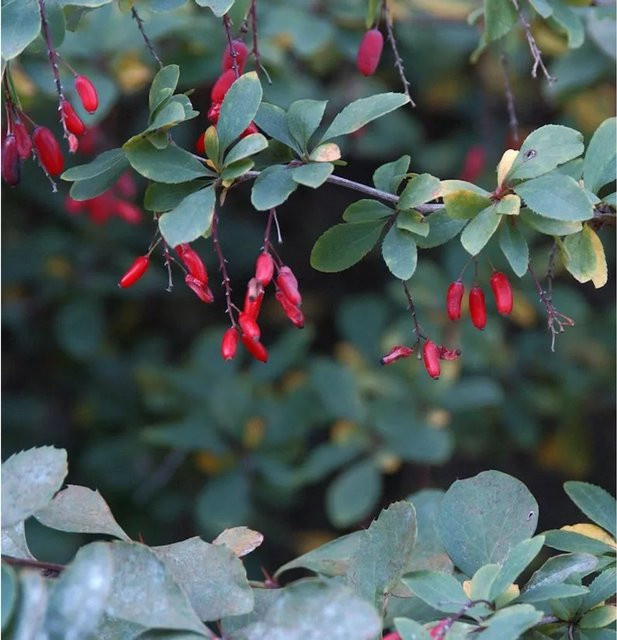 Berberis vulgaris Sauerdorn rote Heckenpflanze Höhe: 60-80 cm - Bild 1