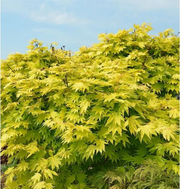 Japanischer Goldahorn Jordan Acer shirasawanum gelb, Höhe: 80-100 cm - Bild 1