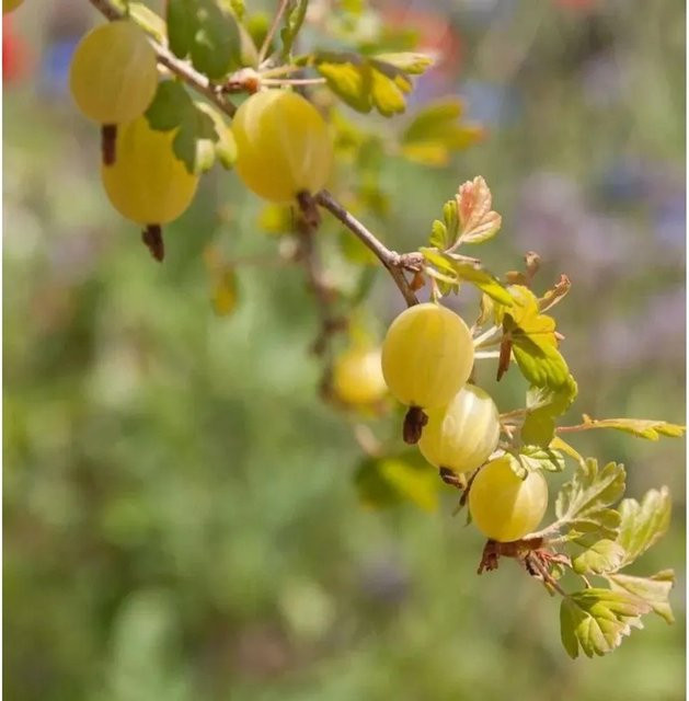 Nr-01.de Stachelbeere Mucurines Ribes uva-crispa als Hochstamm, Höhe: 80-100 cm - Bild 1