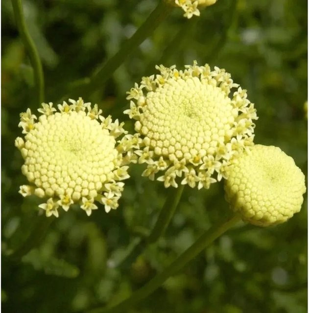 Santolina rosmarinifolia Grünes Heiligenkraut Zierstaude von Nr-01.de - Bild 1