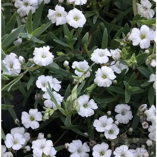 Teppich Schleierkraut Filou White Gypsophila repens Bodendecker in Weiß - Bild 1