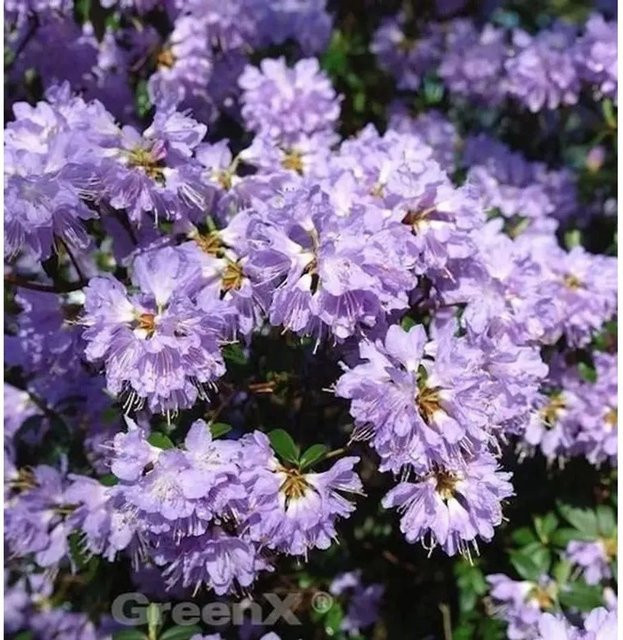 Zwerg Rhododendron Bluebird Alpenrose in Blau und Violett von Nr-01.de - Bild 1