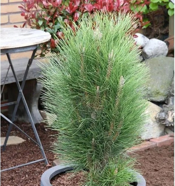 Schwarzkiefer Pinus nigra Green Tower als Solitärgehölz oder Kübelpflanze für deinen Garten - Bild 1