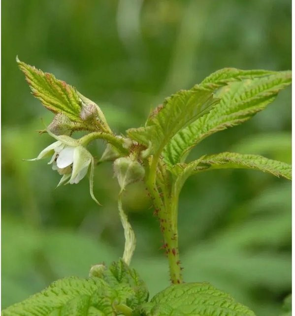 Himbeere Golden Everest Rubus idaeus gelbe Beerensträucher - Bild 1