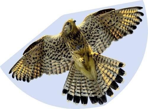Günther Flugspiele Einleiner Drachen FALKE mit einer Spannweite von 920 mm für Windstärken 3 bis 6 bft - Bild 1