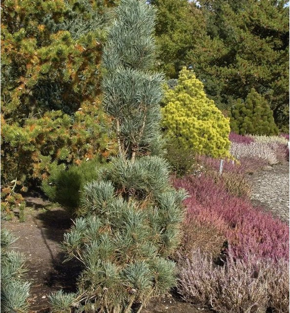 Säulenkiefer Pinus sylvestris von Nr-01.de für deinen Garten - Bild 1