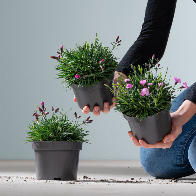 3er Set Federnelken Dinetta Pink von BLUME2000 als pflegeleichte Stauden für Gartenbeet, Balkon oder Blumenkübel - Bild 1