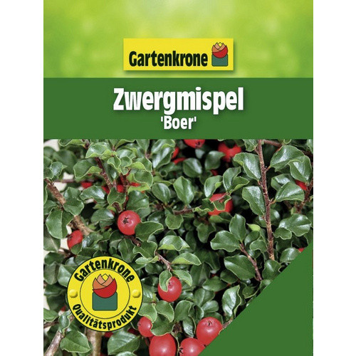 Gartenkrone Zwergmispel Cotoneaster praecox Boer, weiß, winterharte Zierstrauch-Pflanze - Bild 4
