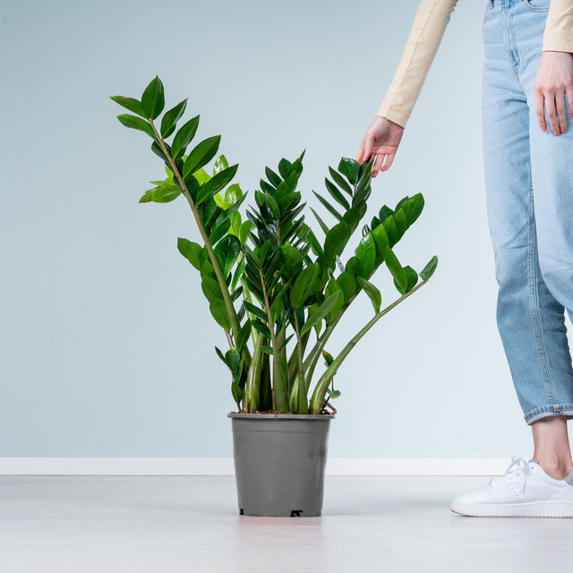 Zamioculcas Glücksfeder von BLUME2000 in Grün - Bild 1