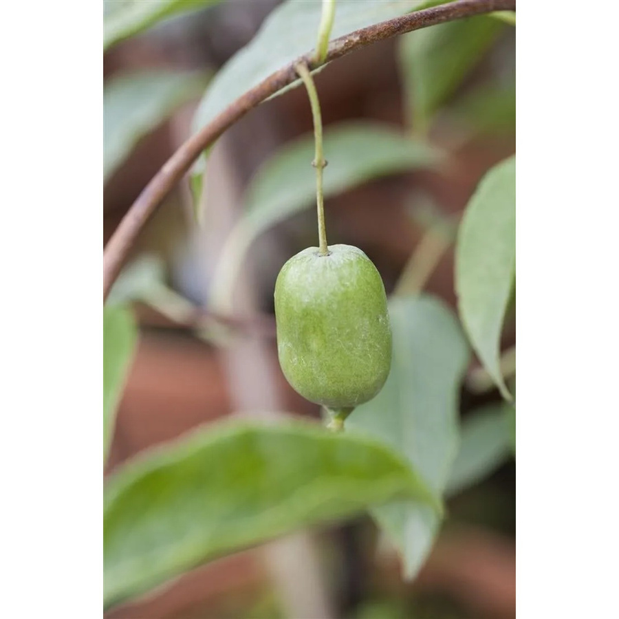 Selbstfruchtende Actinidia Arguta Issai Kiwi Kletterpflanze in Grün, Höhe: 60–100 cm - Bild 2
