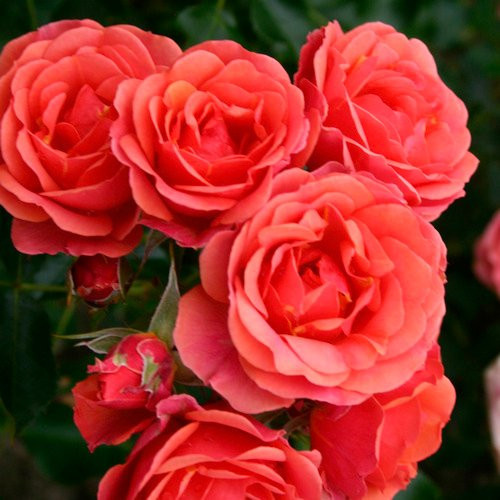 KORDES ROSEN Rose Mandarin als bunt blühender Zierstrauch für den Garten und Außenbereich - Bild 1