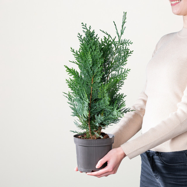 Scheinzypresse Columnaris Chamaecyparis lawsoniana von BLUME2000 als Formgehölz für deine Hecke - Bild 1