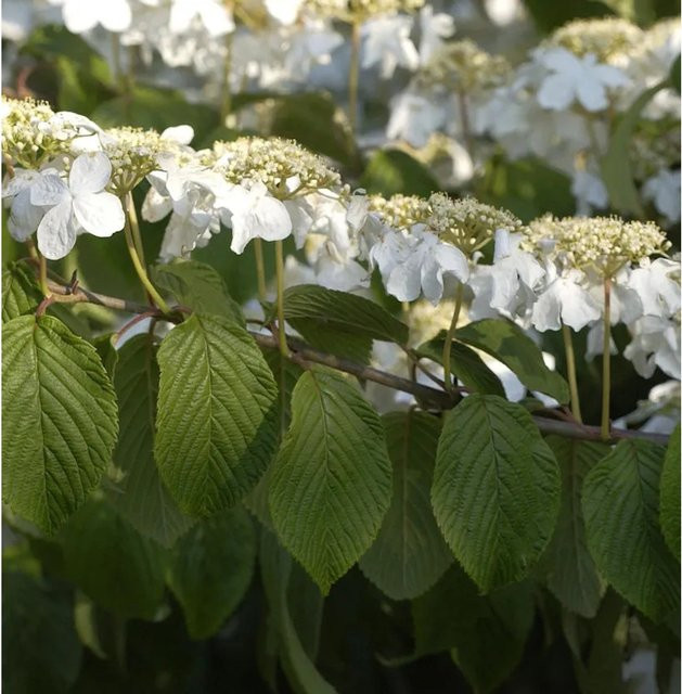 Viburnum plicatum Etagen Schneeball Mariesii weiß, Zierstrauch für den Garten, Höhe: 30-40 cm - Bild 1