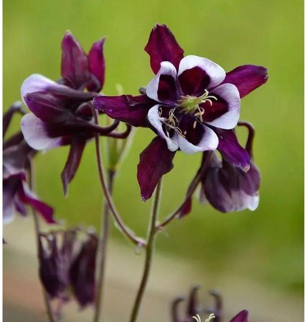Akelei William Guiness Aquilegia vulgaris als mehrjährige Gartenpflanze in Violett - Bild 1