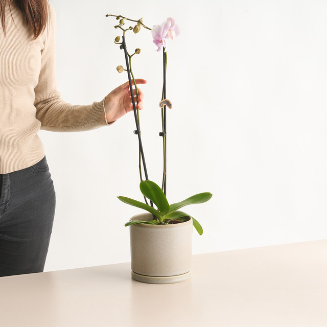 Phalaenopsis Orchidee von BLUME2000 in Rosa und Hellrosa als Tischpflanze - Bild 1