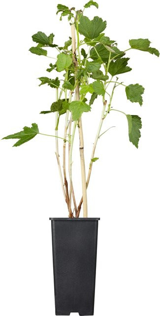 GROW by OBI Bio Johannisbeere Titania Schwarz im Topf - Bild 1