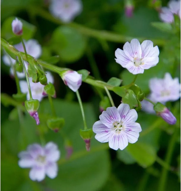 Montia sibirica Sibirisches Tellerkraut Gartenstaude in Weiß, Rosa oder Pink - Bild 1