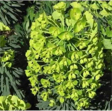 Euphorbia characias Humpty Dumpty Wolfsmilch Stauden Grün