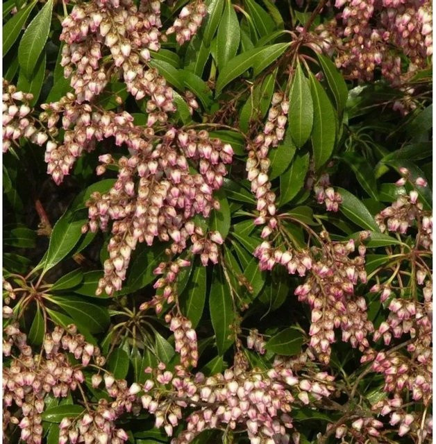 Pieris japonica Schattenglöckchen Pink Passion in Pink, Höhe: 20-25 cm - Bild 1