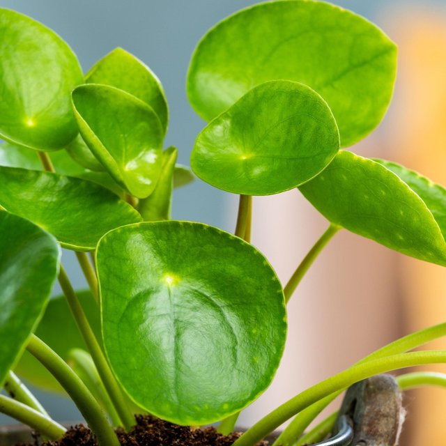 Pilea Easy Grün Zimmerpflanze von Mein schöner Garten Shop - Bild 1