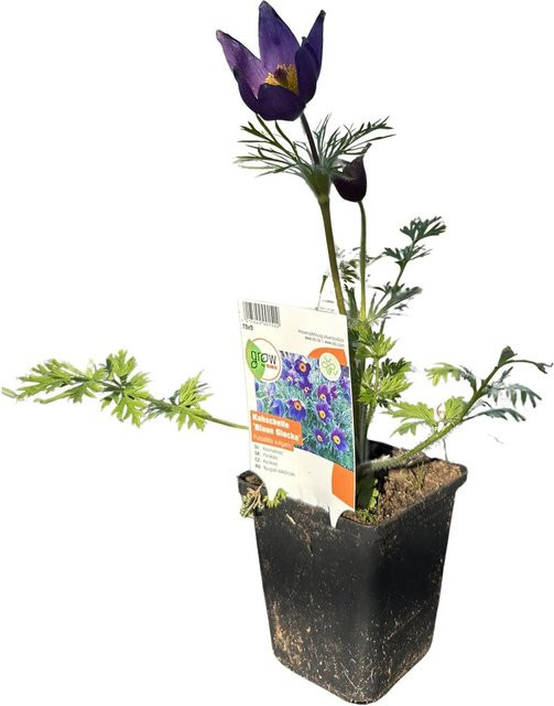 GROW by OBI Pulsatilla Blaue Glockenblume als mehrjährige Staude im Topf - Bild 1