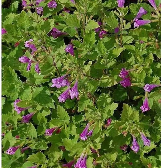 Bergminze Steinquendel Calamintha grandiflora als mehrjährige Staude im Topf von Nr-01.de - Bild 1