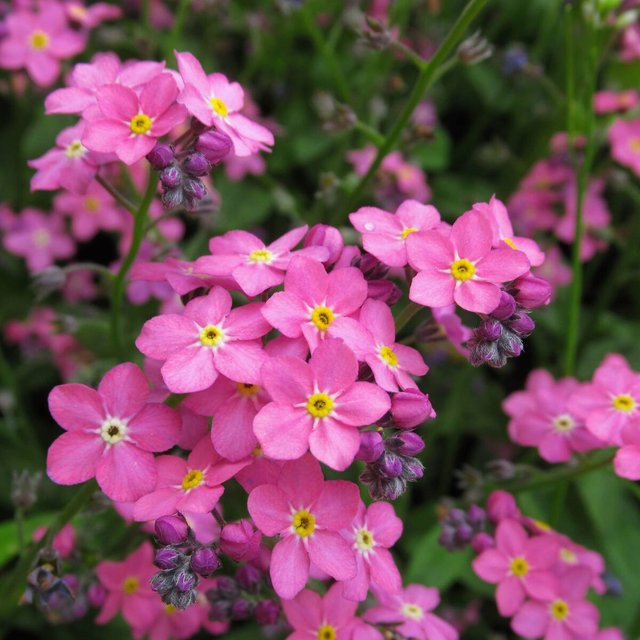 Rosa Vergissmeinnicht Myosotis als mehrjährige Gartenpflanze für Balkon und Ziergarten - Bild 1