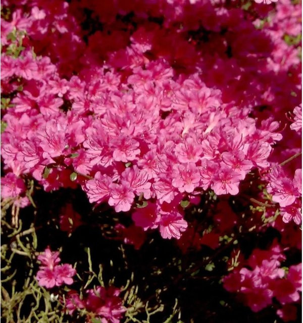 Japanische Azalee Amoena Rhododendron obtusum als Zwerg Alpenrose in Pink und Karminrot mit dunkelgrünen Blättern von Nr-01.de - Bild 1