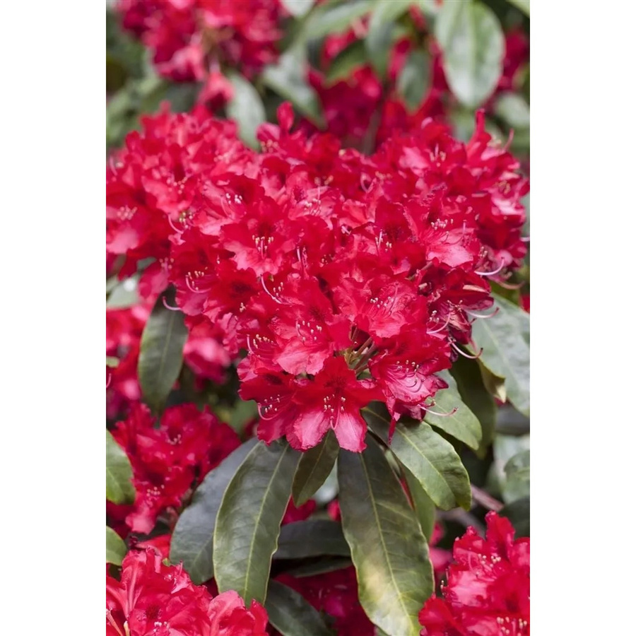 Rhododendron Hybr. Red Jack in leuchtendem Rot, Höhe: 60–70 cm - Bild 2