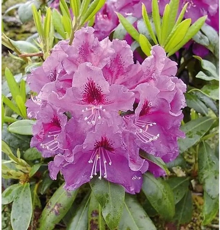 INKARHO Rhododendron Rasputin Alpenrose als großblumiger Strauch in Pink, Höhe: 30-40 cm