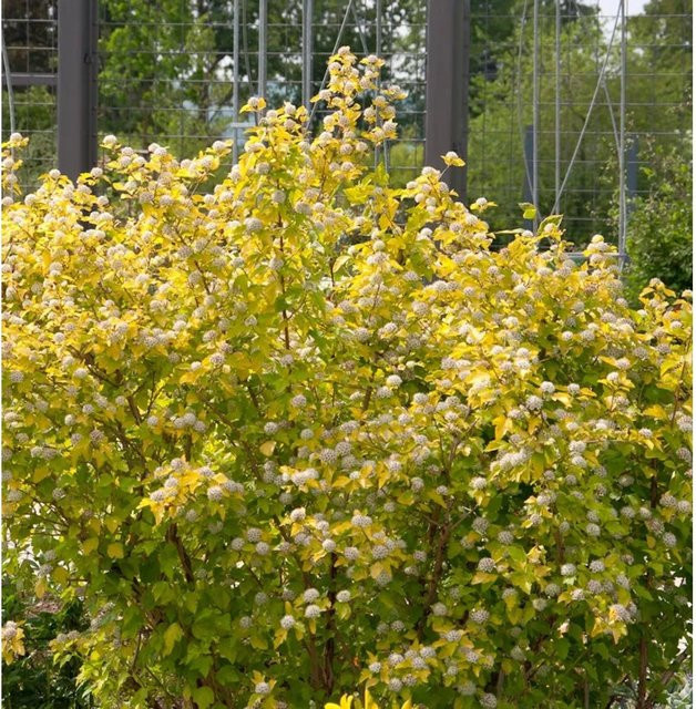 Physocarpus opulifolius Blasenspiere Rasberry Lemonade Strauch in Weiß und Rot, Höhe: 60-80 cm - Bild 1