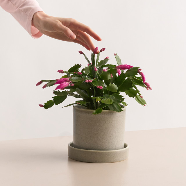 Schlumbergera Weihnachtskaktus von BLUME2000 in Lila - Bild 1