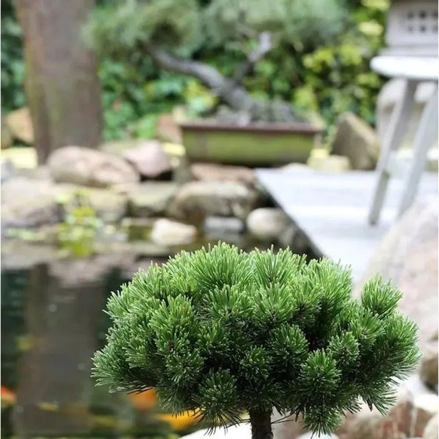 Hochstamm Zwerg Kiefer Picobello Pinus mugo von Nr-01.de, 40-60 cm Höhe - Bild 1