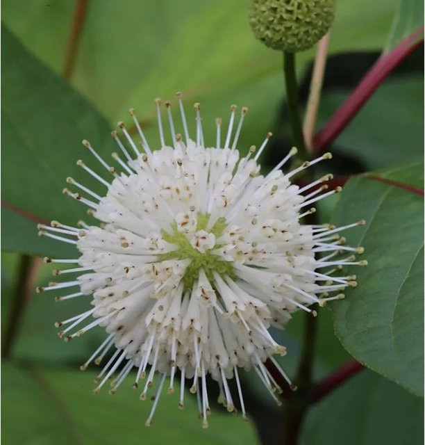 Cephalanthus occidentalis Kopfblume Knopfbusch weißer Strauch für den Garten - Bild 1