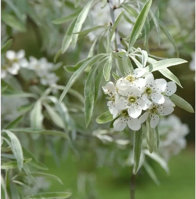 Weidenblättrige Birne Pyrus salicifolia Obstbaum von Nr-01.de, Höhe: 60-80 cm - Bild 1