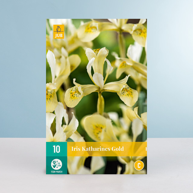 Schwertlilie Katharines Gold Blumenzwiebeln von BLUME2000, 10 Stück - Bild 1