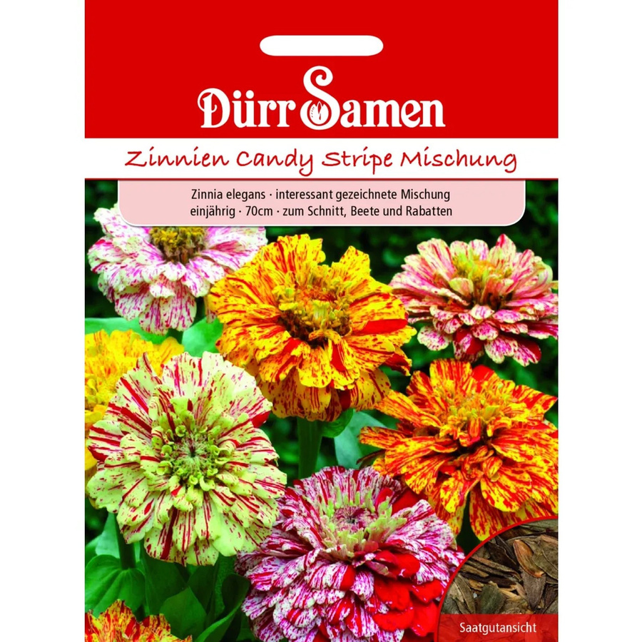 Dürr Zinnie Candy Stripe Mix Einjähriges Saatgut für Beete und Rabatten - Bild 2