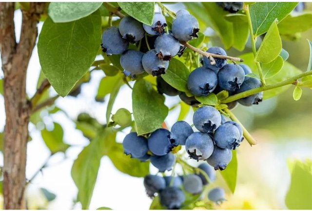 Ertragreiche Heidelbeere Vaccinium Corymbosum Bluejay von Pflanzen für dich, 40–60 cm groß und pflegeleicht - Bild 1