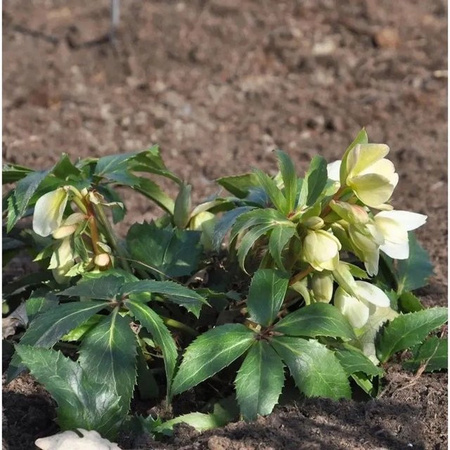 Helleborus orientalis Christrose Lenzrose Double Green als mehrjährige Pflanze im Topf